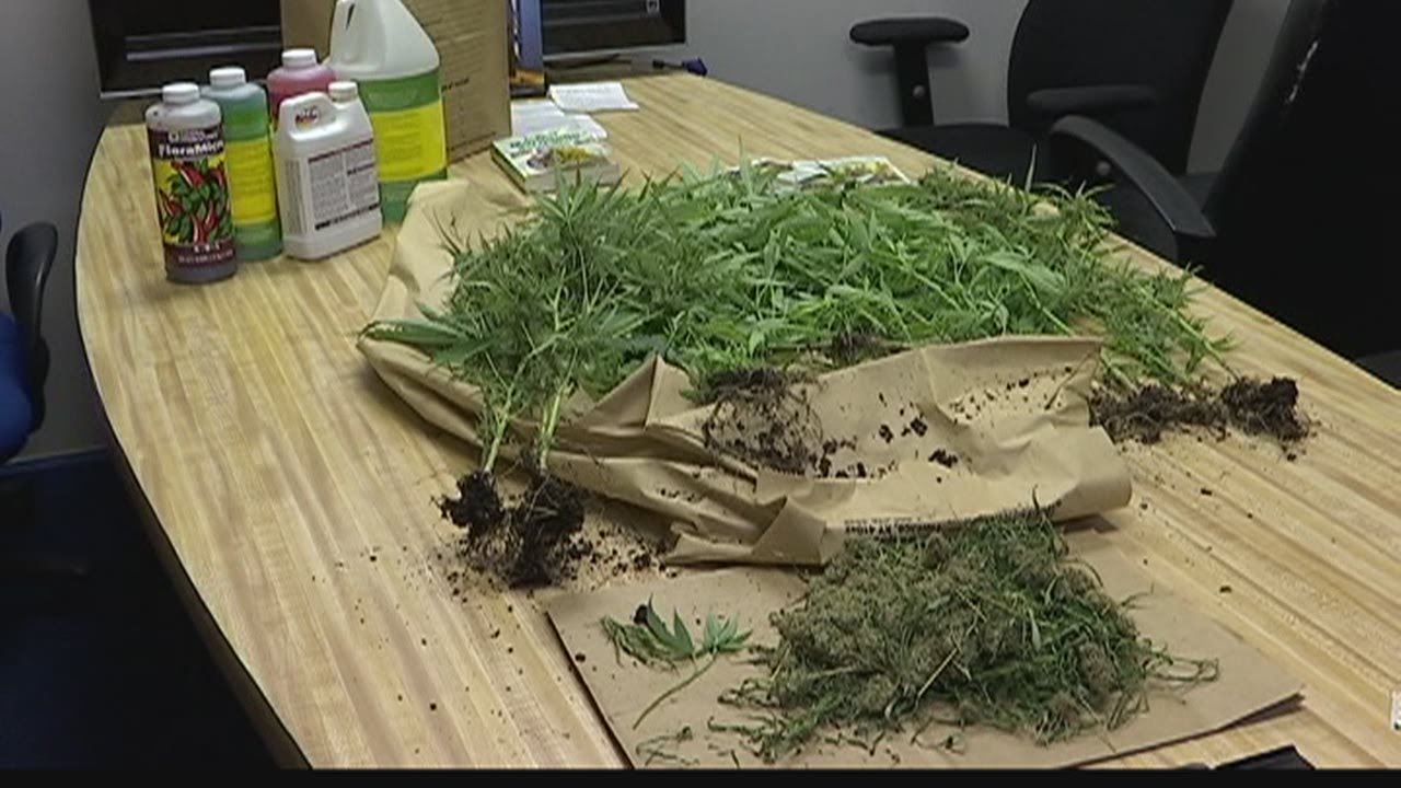 Marijuana growing operation busted