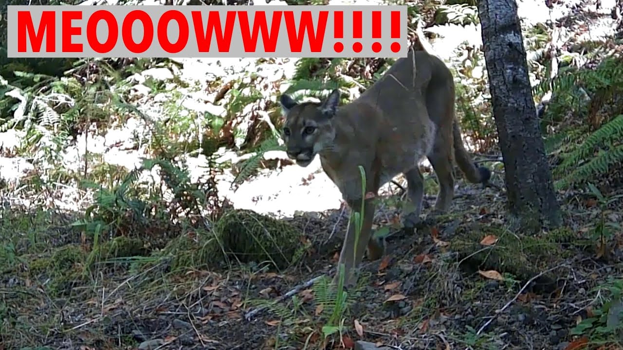 Trail Camera Cougar Elk Bear Bobcat Big Bucks