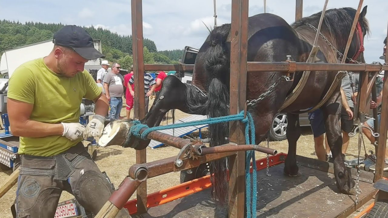 Calul lui Dorel de la Sighetu Marmației la potcovit cu Marius de la Negreia - Maramureș 2022
