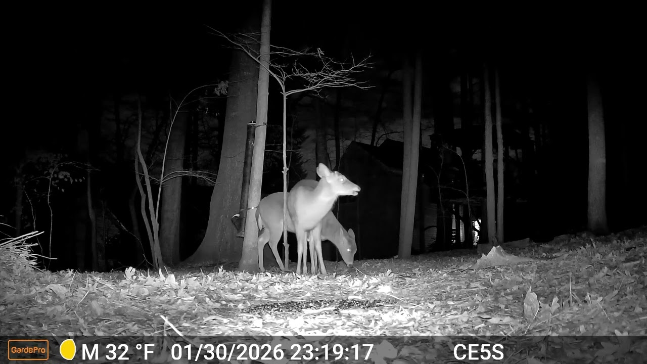 Cain cam 260131 E5S