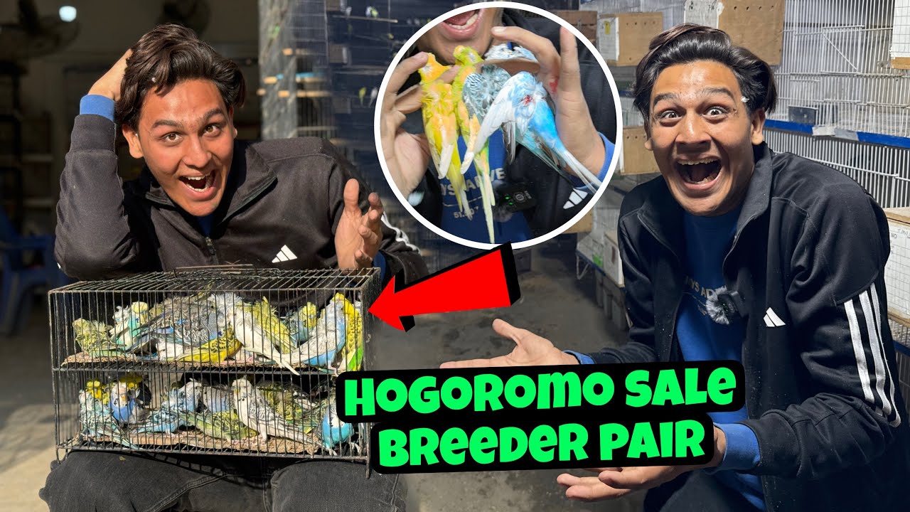 Hogoromo sale|breeder pairs full set up|A to Z birds factory