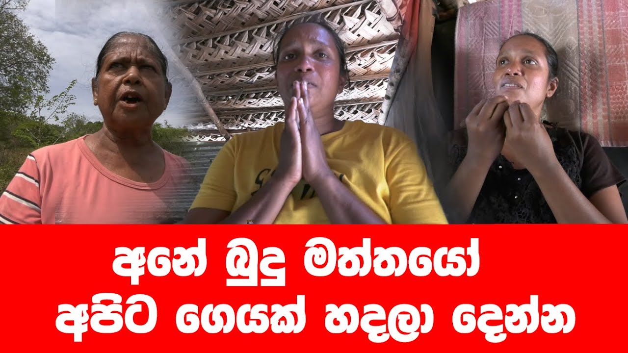 අලි ‍ එක්ක ජිවත්වන සොදුරු පවුල නිවසක් හදමු