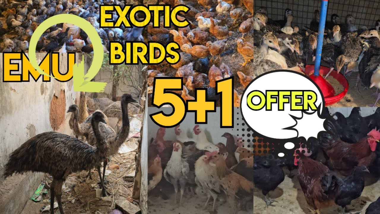 I R Desi farm's exotic Chicken's in Hyderabad | Emu birds | duck's & more