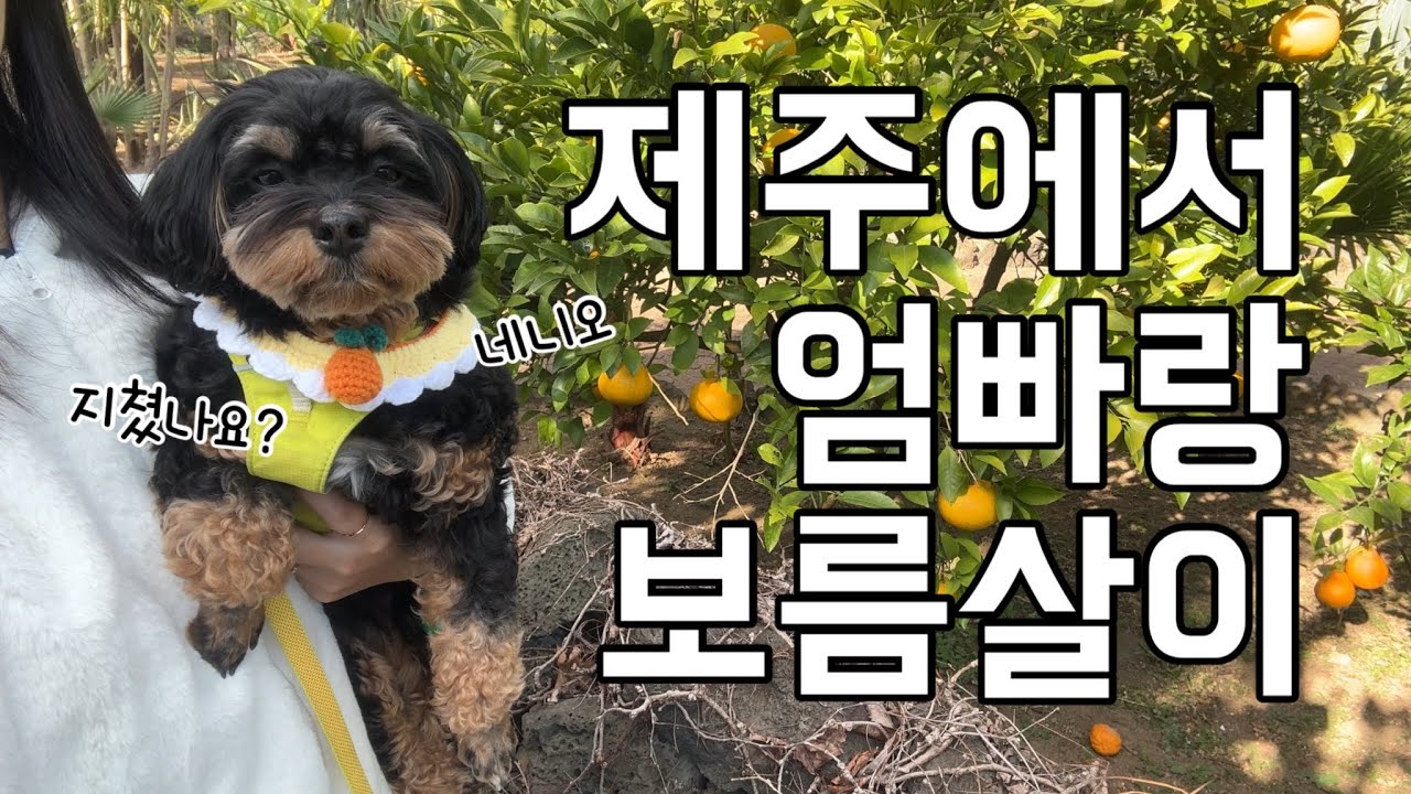 아기 강아지랑 제주 보름살이 중🐶🍊신혼부부🧑🏻👩🏻+강아지🐶 제주도 여행 브이로그