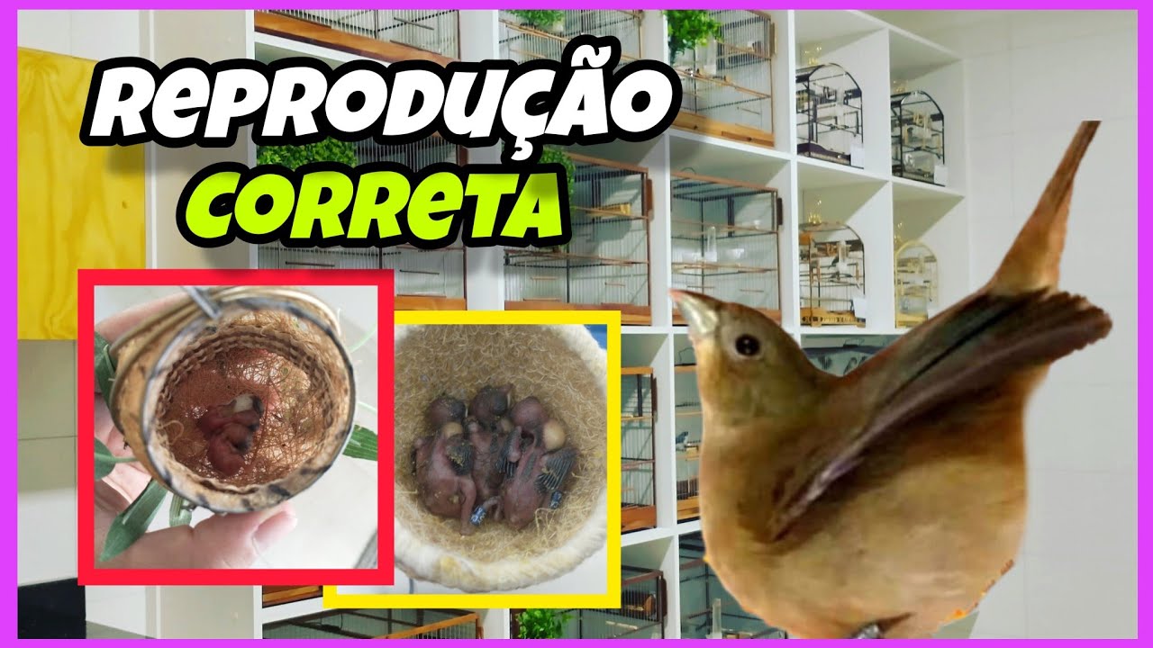 SEGREDOS de COMO REPRODUZIR coleiros da FORMA CORRETA sem CONVERSA fiada !!