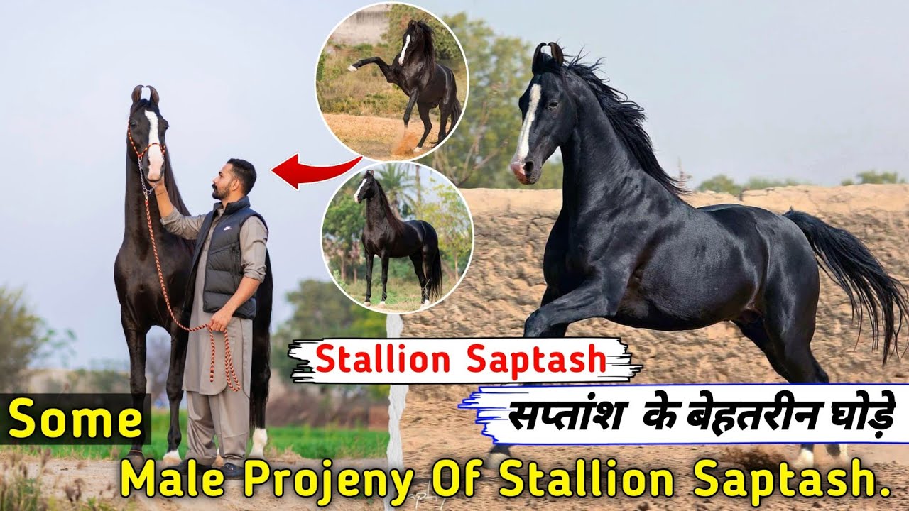 सप्तांश  के बेहतरीन घोड़े || Some Male Projeny Of Stallion Saptash || Exploring Gujarat 94 ||