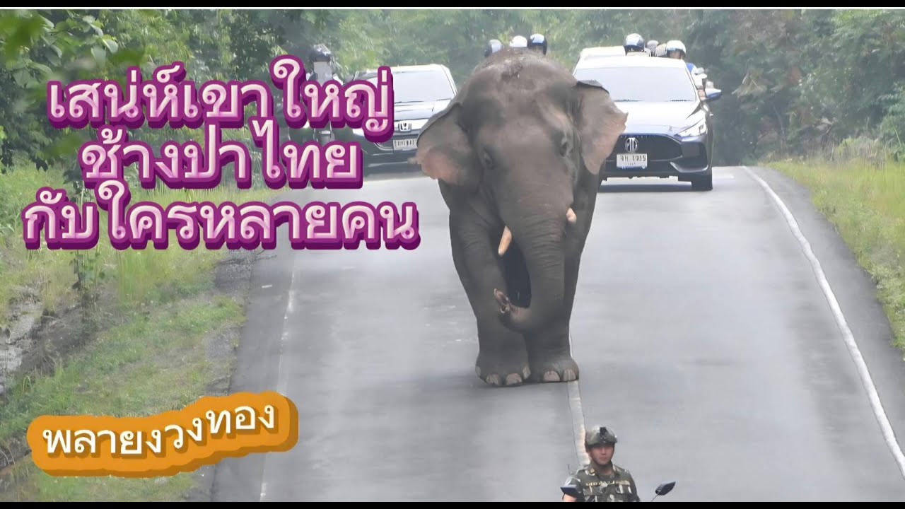 เสน่ห์ช้างป่าต้องมาดูที่เขาใหญ่