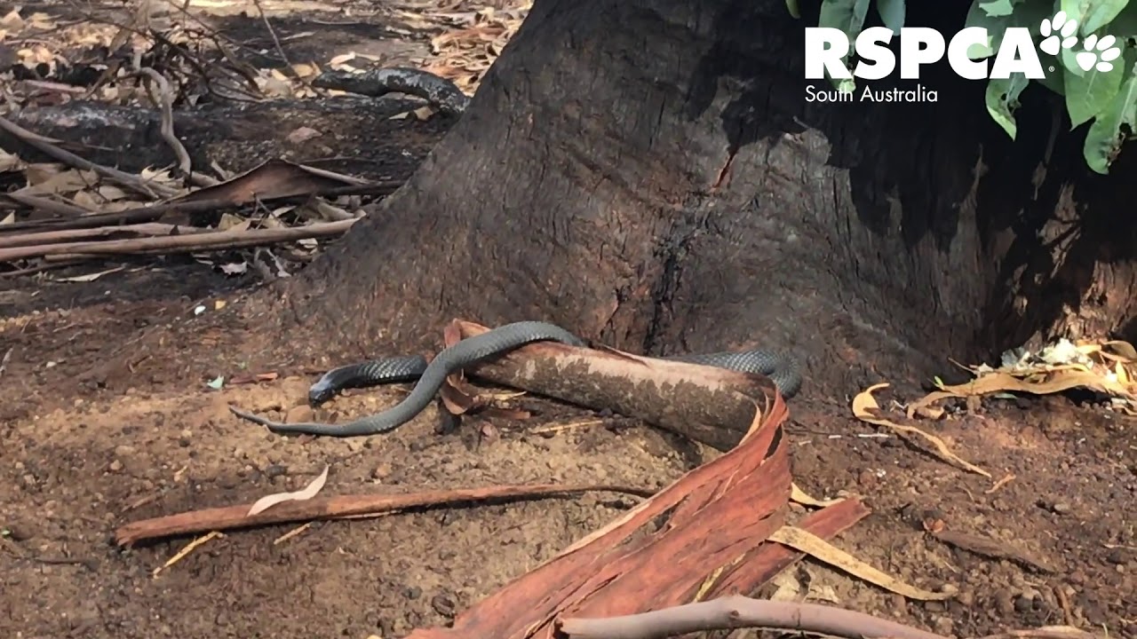 Black Tiger Snake spotted at feeding station | Kangaroo Island Bushfire