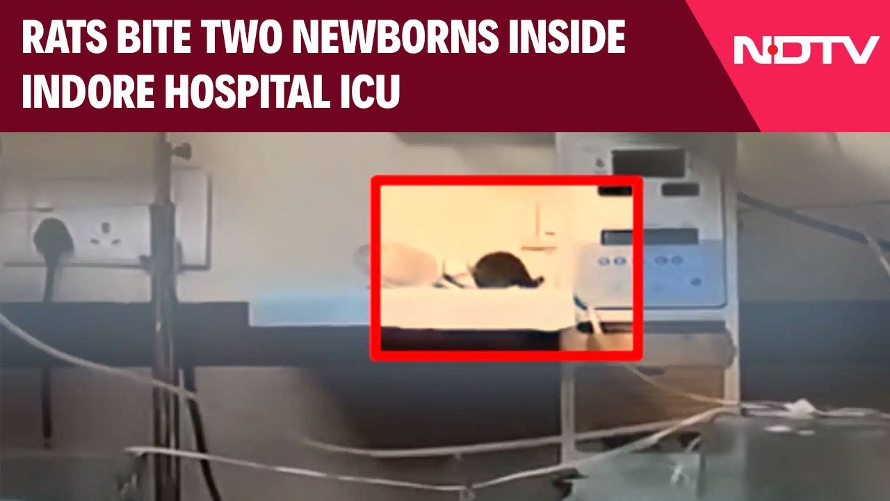 Indore News | Rats Bite Two Newborns' Fingers, Head, Shoulder Inside Indore Hospital ICU