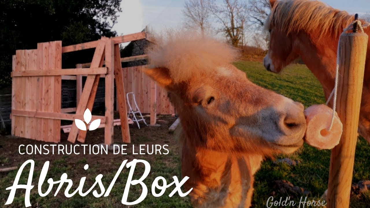 [ HOME ] La construction de leurs Abris/Box