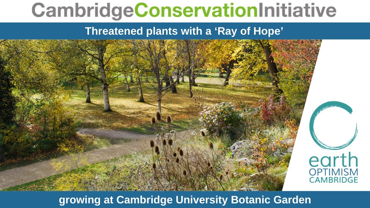 Threatened plants with a ‘Ray of Hope’