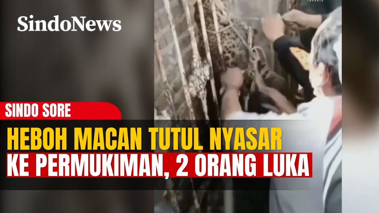Heboh Macan Tutul Nyasar ke Permukiman Warga, Dua Orang Luka Akibat Cakaran dan Gigitan | Sindo Sore