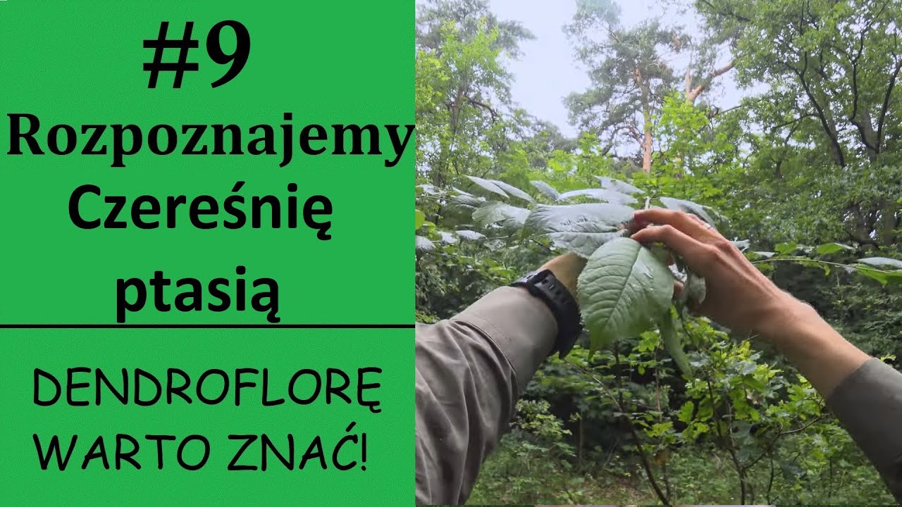 Rozpoznajemy CZEREŚNIĘ PTASIĄ