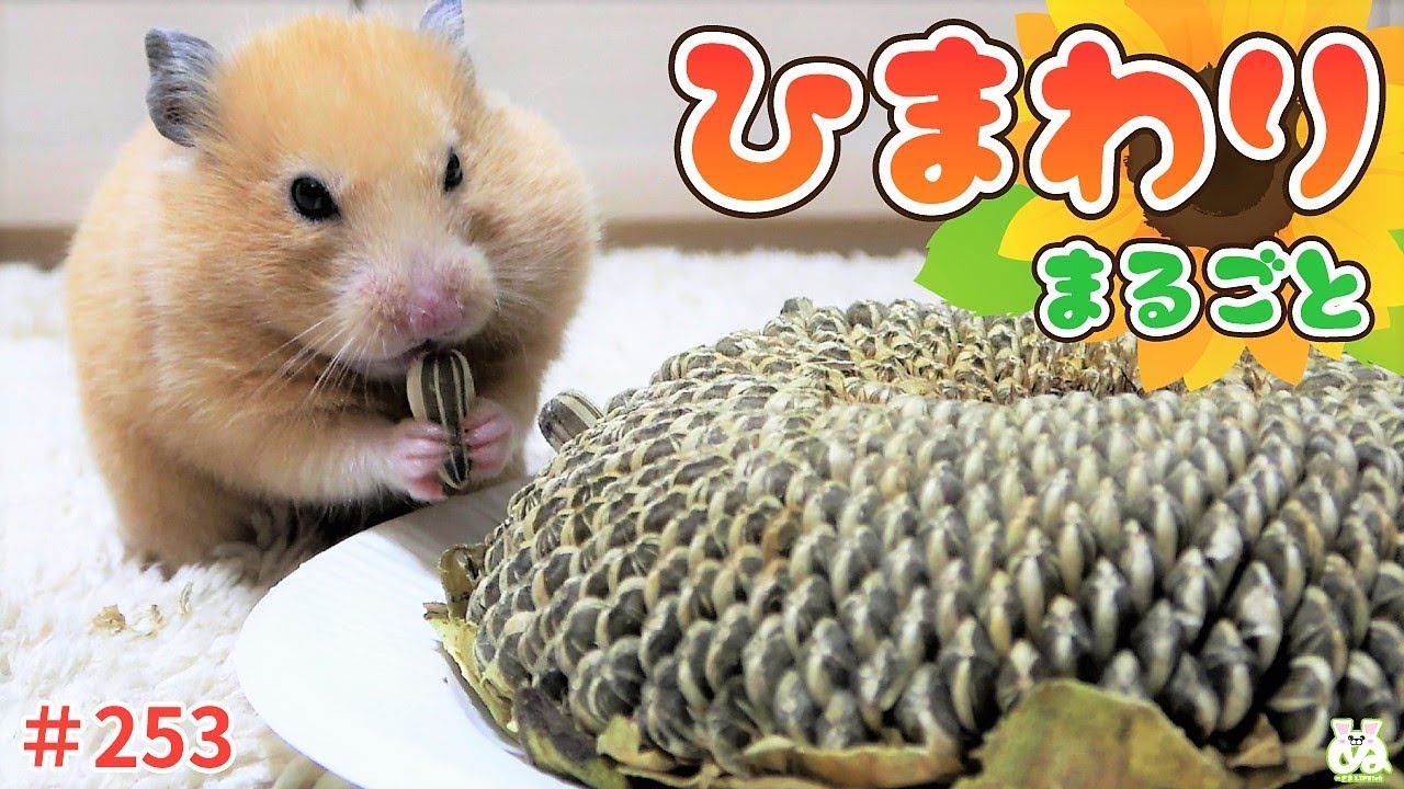 ヒマワリを花ごとハムスターにあげた結果、ハイパーキラキラモードになった！