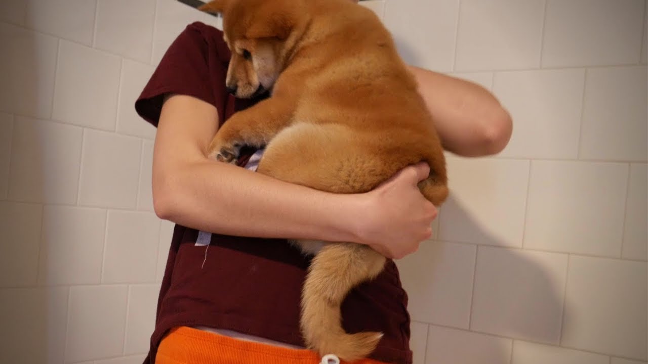 Shiba Puppy Doesn't Like Baths!