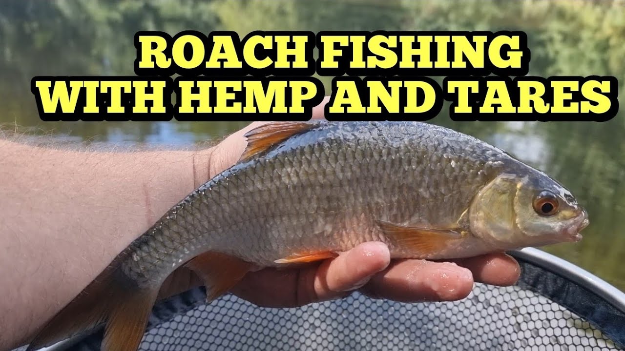 Pole Fishing With Hemp And Tares
