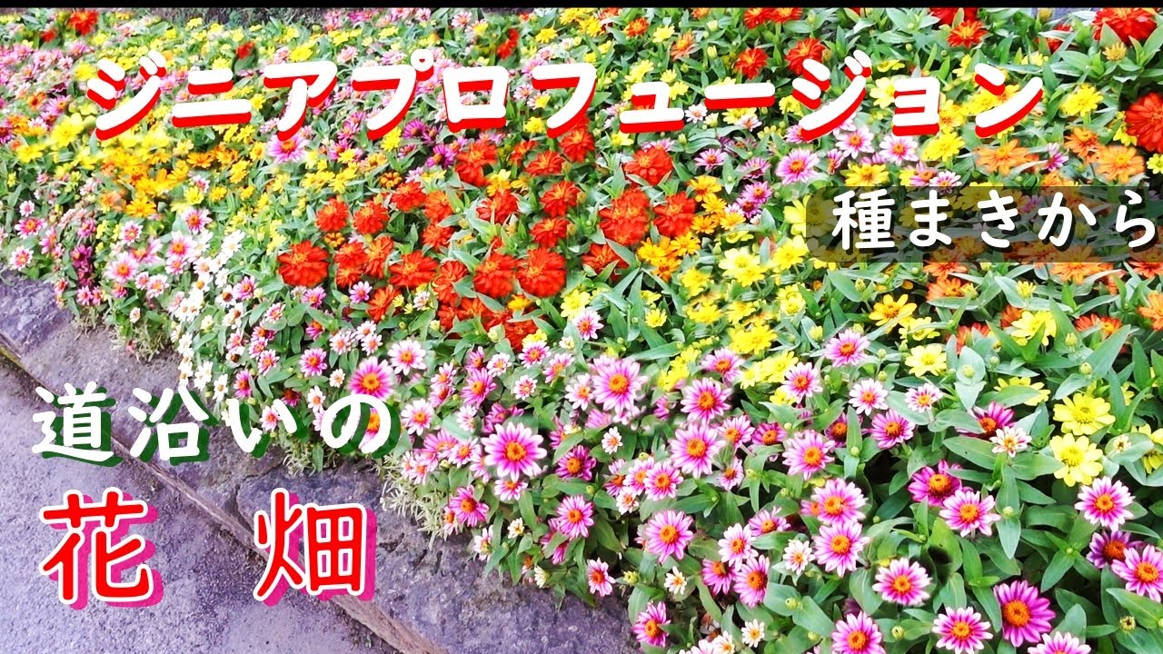 【ジニア・プロフュージョン花畑】種まきから開花まで　道沿いの小さな花畑