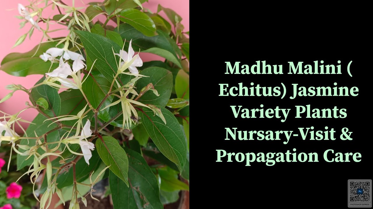 Madhu-Malini Plant Propagation |(Echitus )Jasmine Variety ||Mind-blowing Fragrances | NursaryVisit |