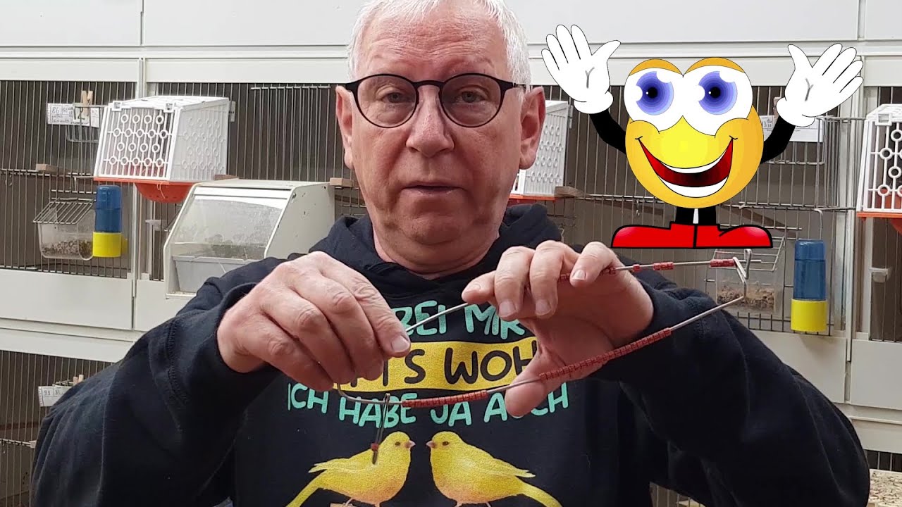 2024 07 Kanarienzucht die 2. Brut, Eier und Jungvögel