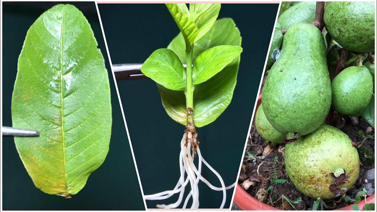 Secret of grow Guava tree by leaf | Dr. Plants X