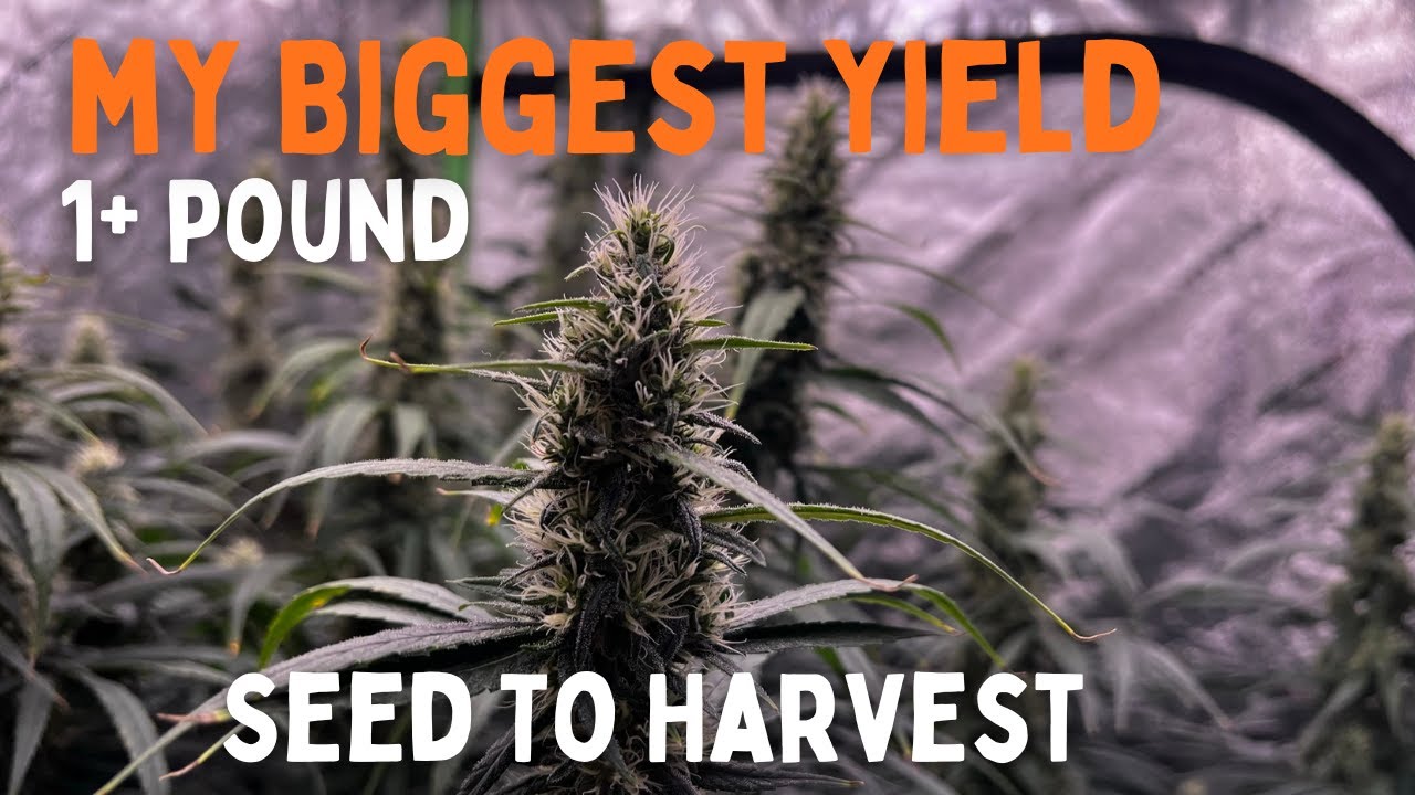 My BIGGEST Yield! Seedsman Peyote Gorilla (Seed To Harvest)