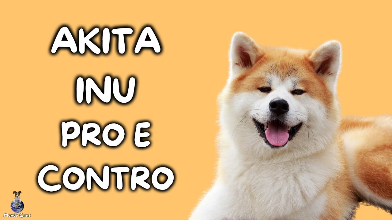Akita Inu: Pro e Contro