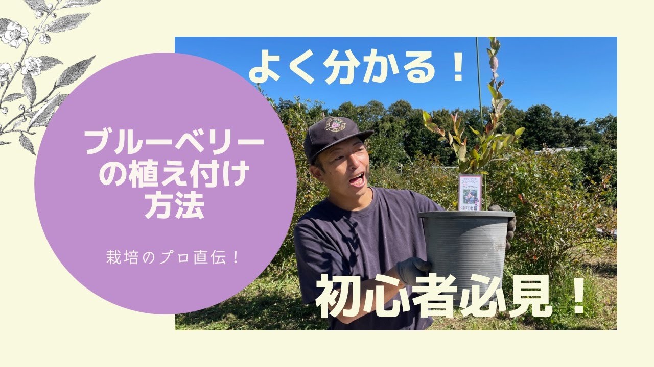 初心者必見！ブルーベリー植え付け方法（鉢植え）