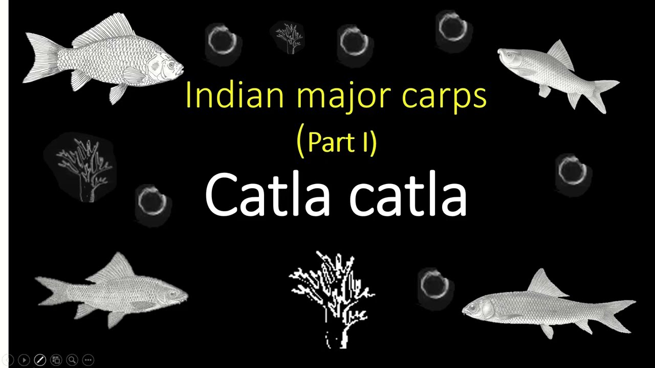 Indian major carps | Catla catla | fishery science