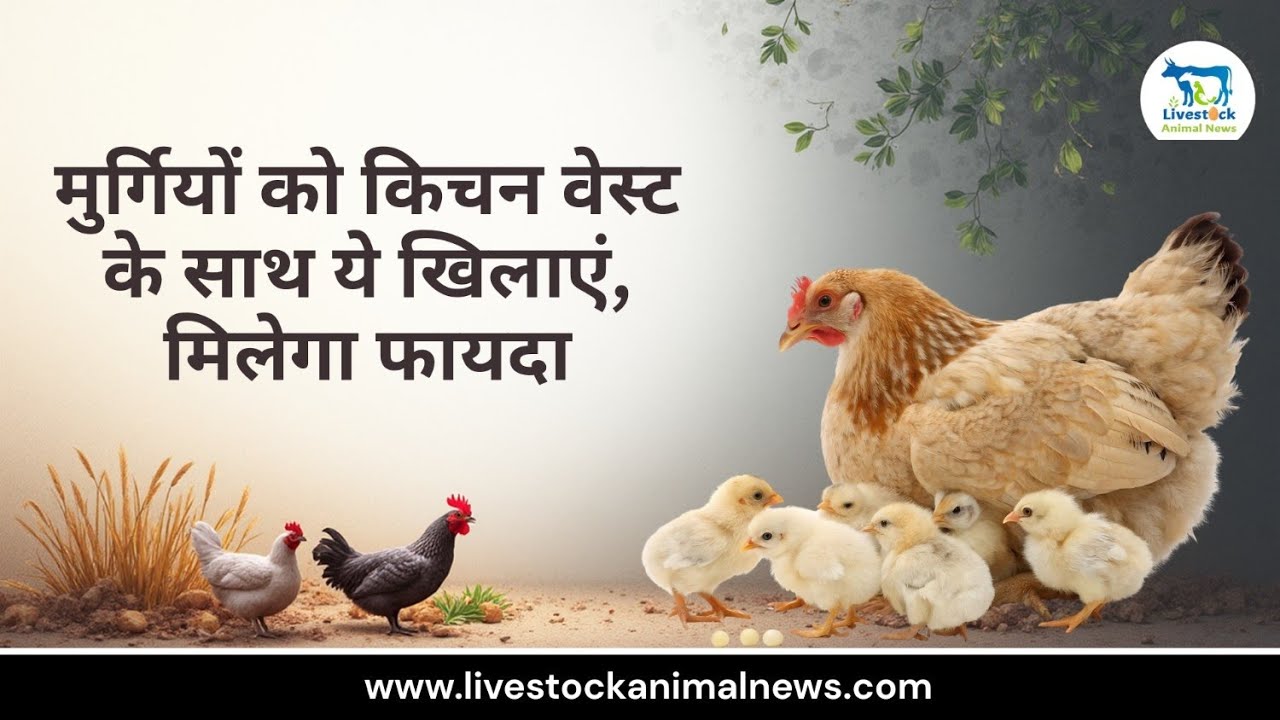 मुर्गियों को किचन वेस्ट के साथ ये खिलाएं, मिलेगा फायदा