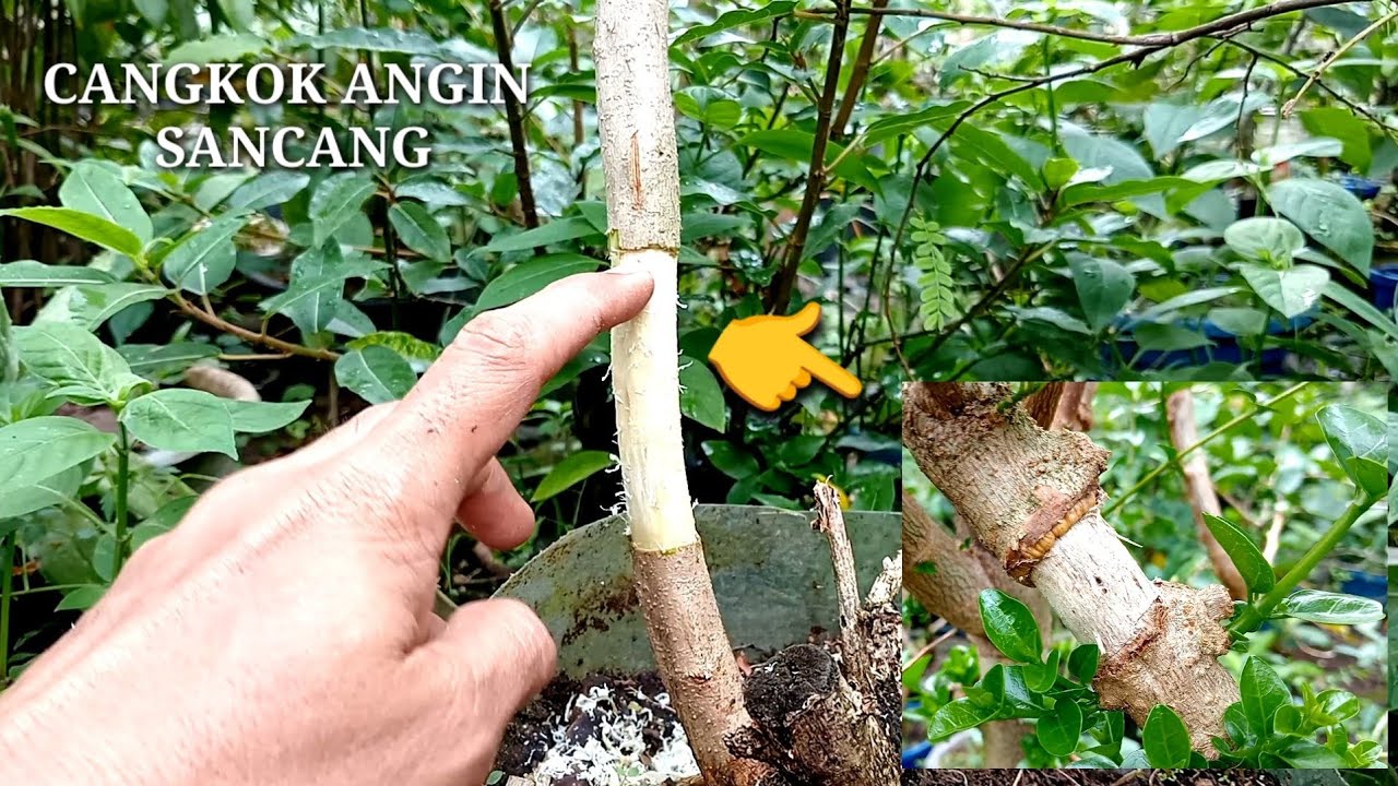 CARA CANGKOK ANGIN PADA POHON SANCANG
