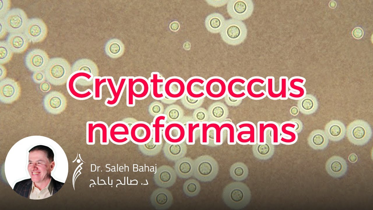 16. Cryptococcus neoformans