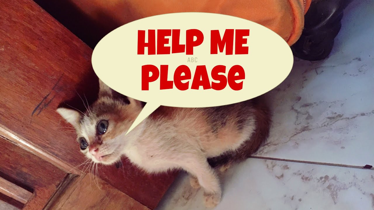 A story of a little stray kitten who cries with real tears | stray kitten crying for HELP |Mar Fy