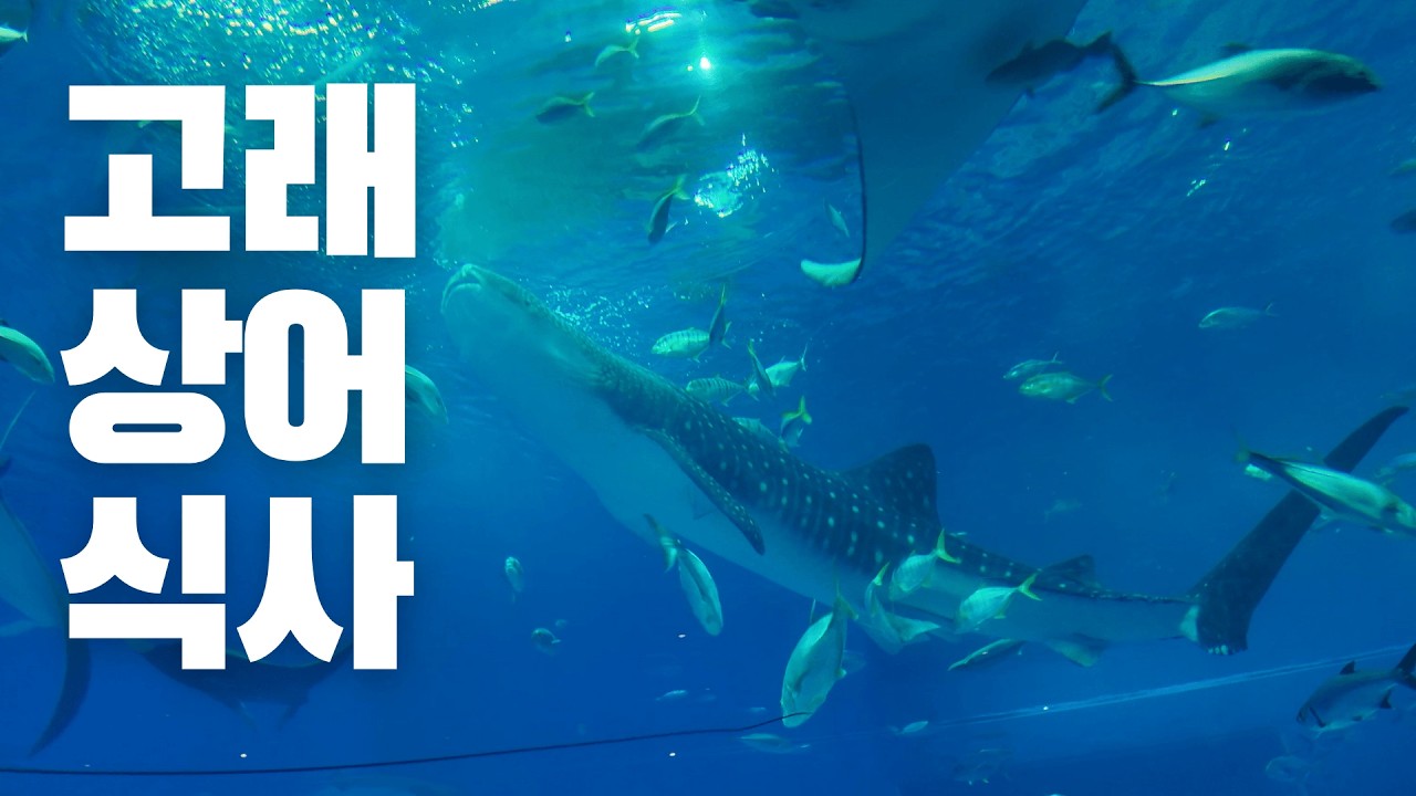오키나와 츄라우미 수족관 고래상어 Feeding Time / Giant Whale Shark Feeding Time at Okinawa Churaumi Aquarium