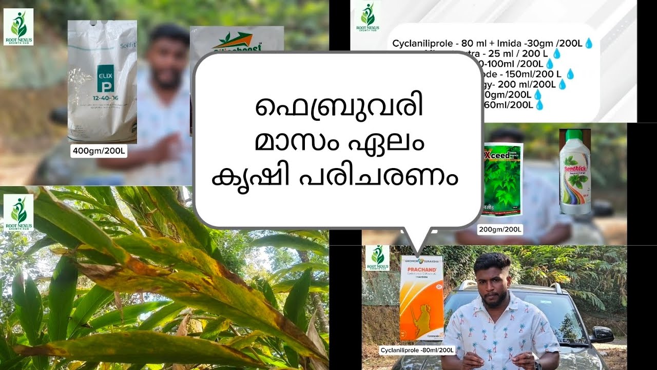 ഫെബ്രുവരി മാസം ഏലം കൃഷി പരിചരണം, February month cardamom#cardamom#farming#idukki#agriculture