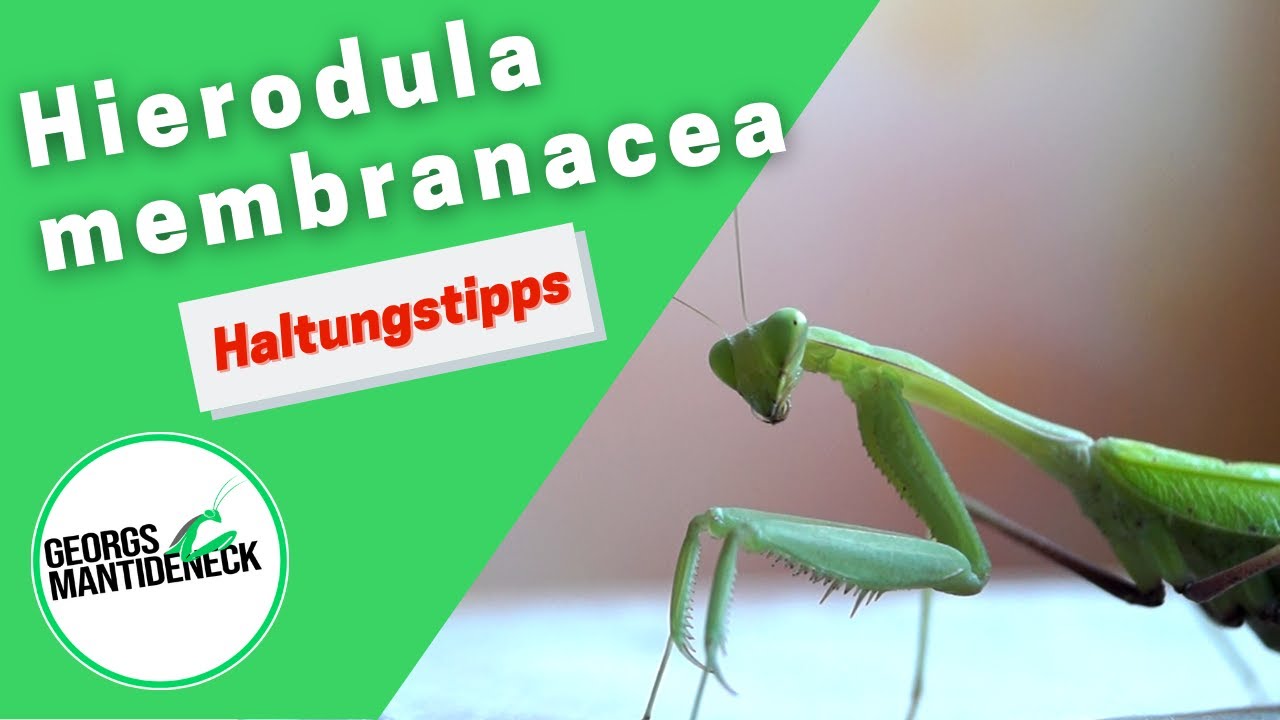 Haltungstipps f&uuml;r die Hierodula membranacea (Indische Riesenmantis)