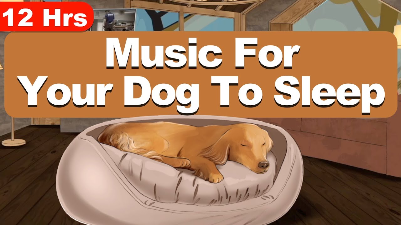 12 Hours Of Calming Music For Dogs