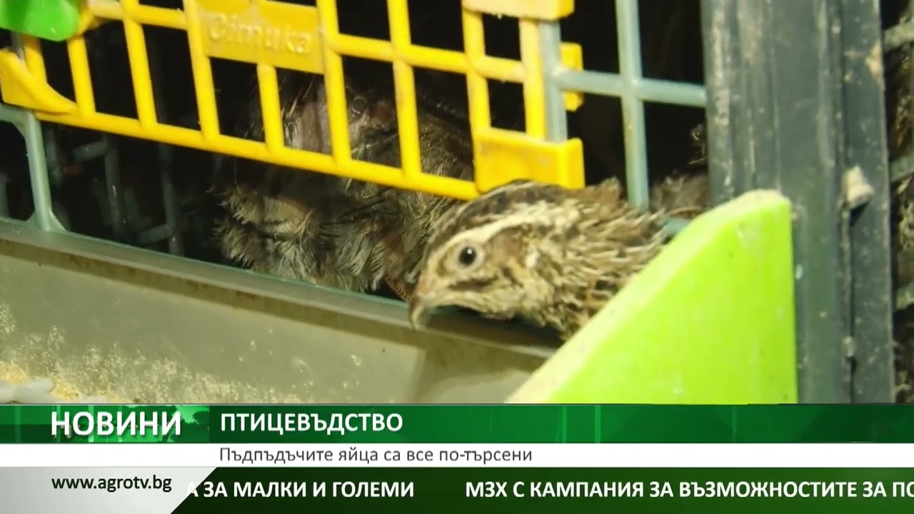 Пъдпъдъчите яйца са все по-търсени