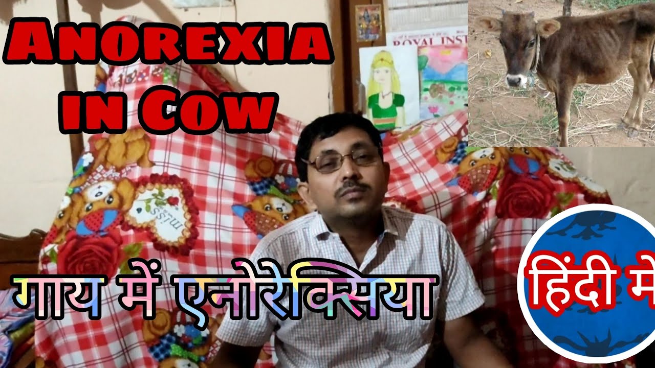 Anorexia in Cow (गाय में एनोरेक्सिया). Explaination in Hindi. By Pet Care.