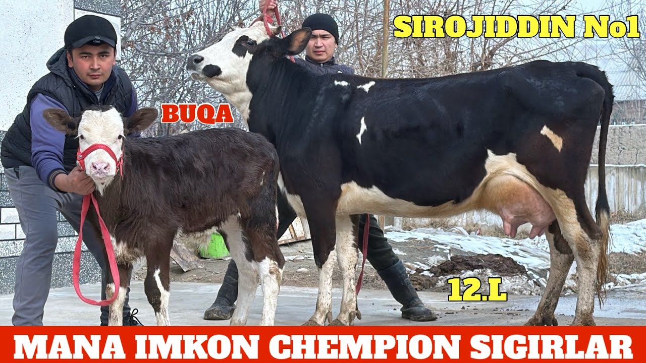 SIROJIDDIN JANGDA😳CHEMPION BOLASI GIBRIT⭐️SIGIRLAR NARXLAR BOMBA🔥