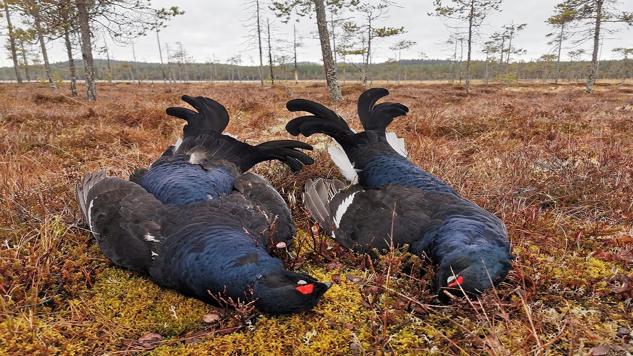 Skogsfågeljakt 2021