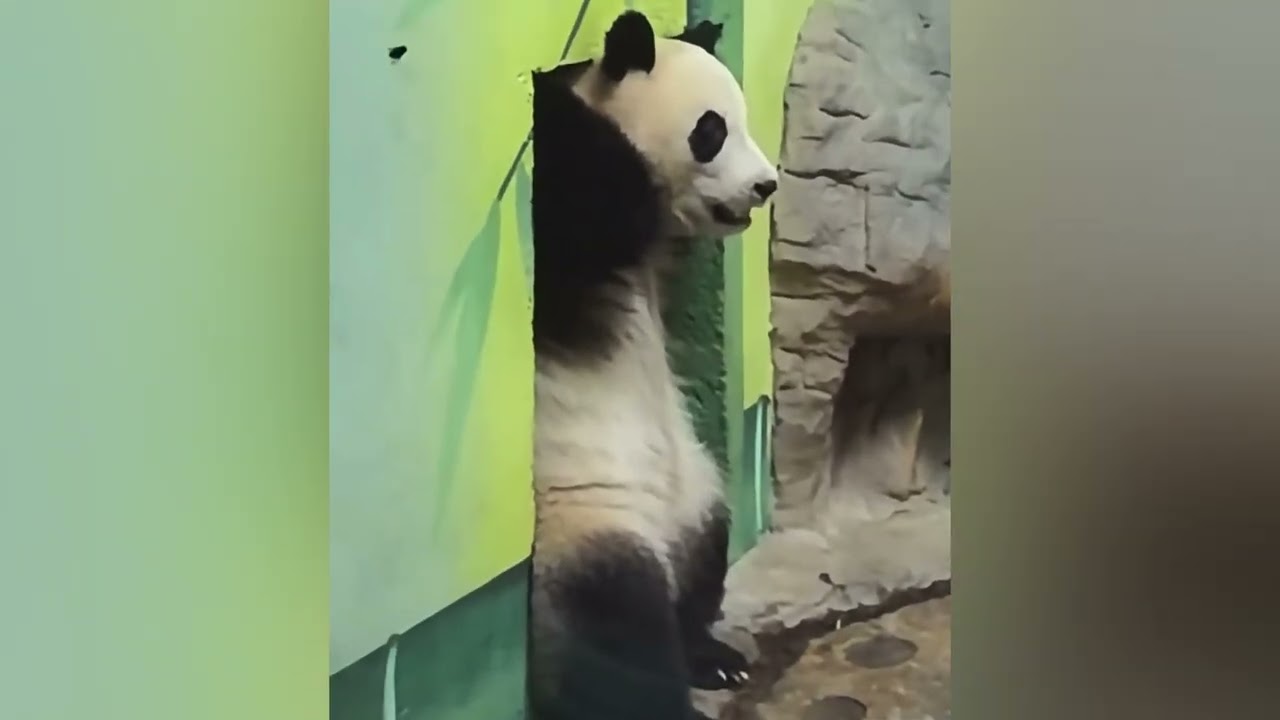 3月6日  搞笑妹珠早上賴床給自己蓋被子，想進來和媽媽一齊吃加餐，被拒絕了#panda   #cutepanda #熊貓妹珠 #熊貓妹豬
