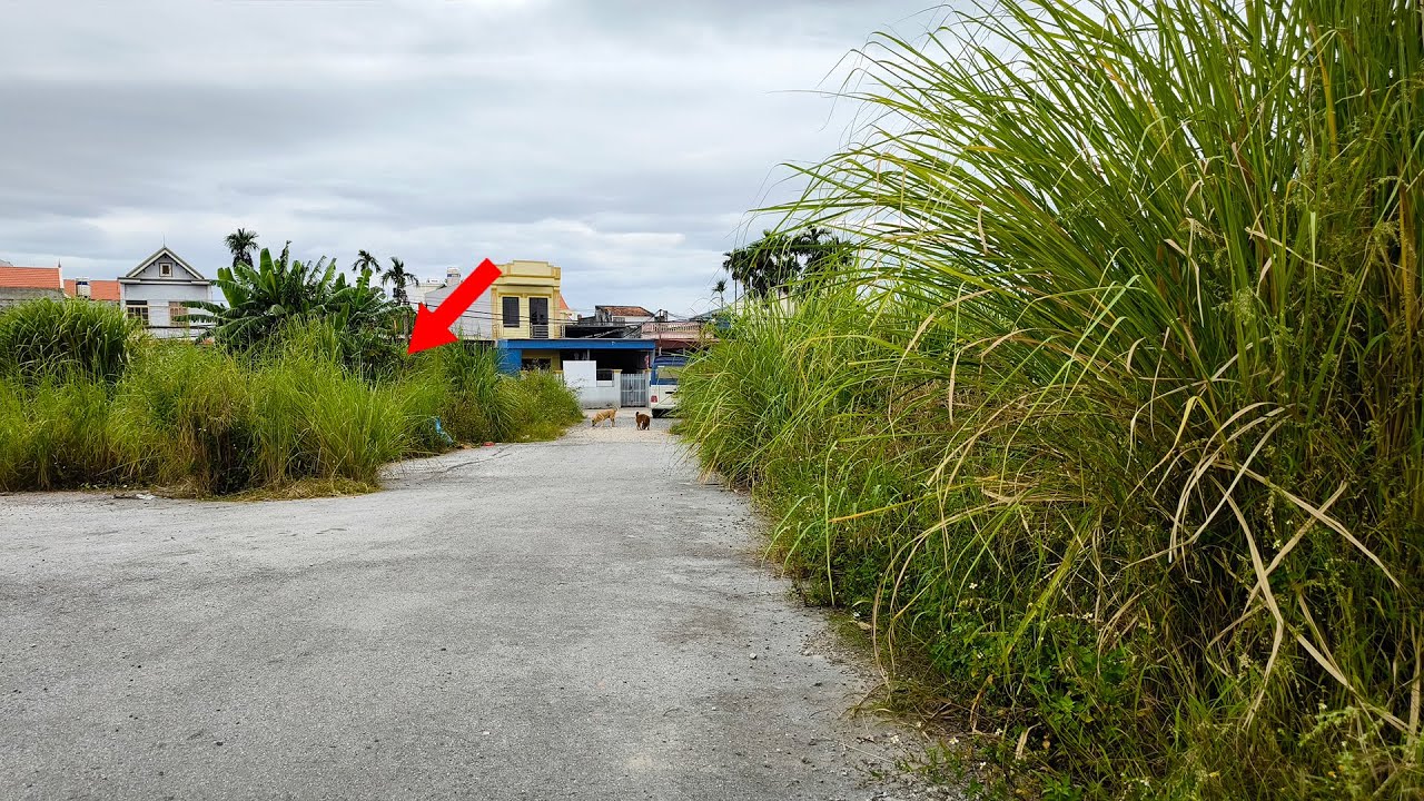 Shocked! No One Cares Weeds Growing in The Middle Of The Path   Sidewalk Abandoned Smell and Dangers