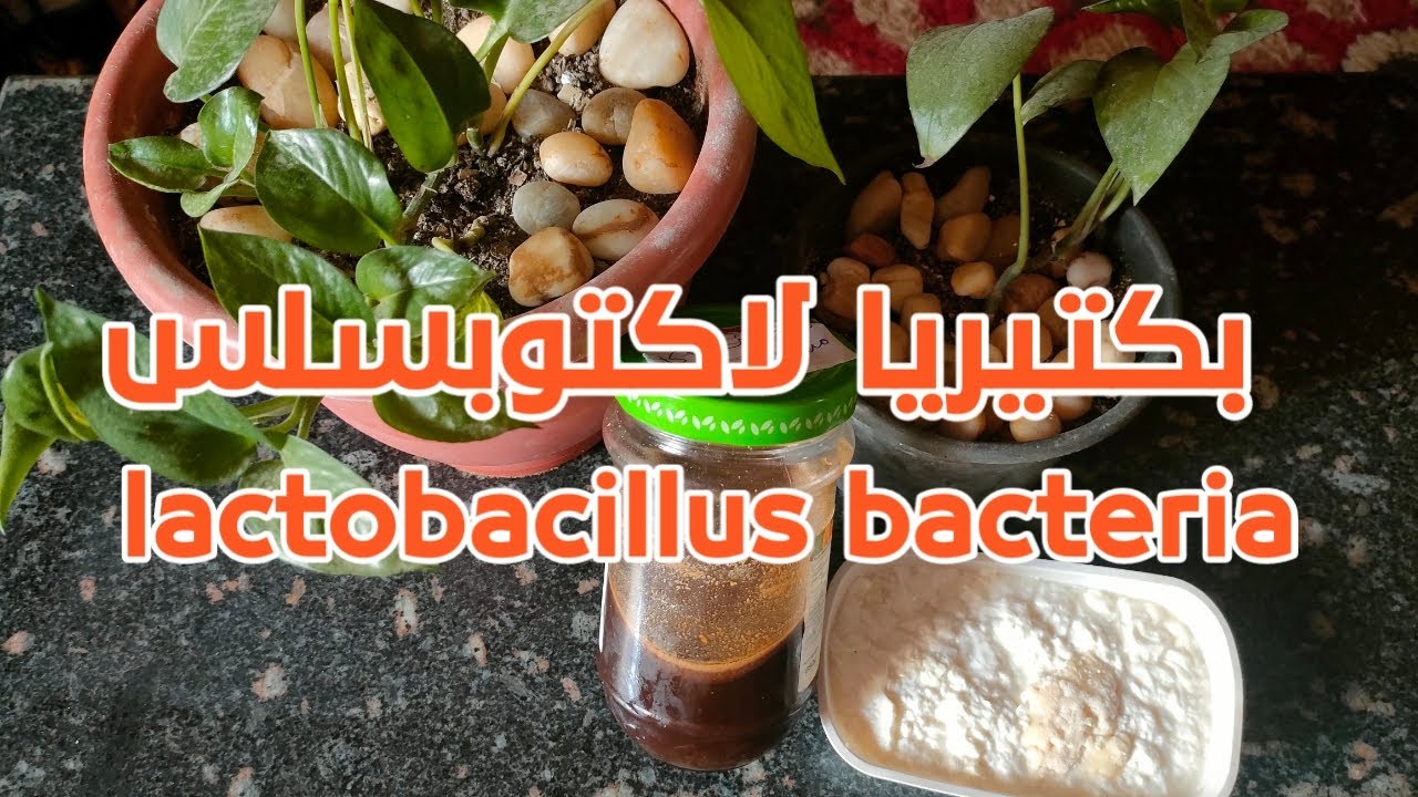 طريقة عمل واعداد بكتريا اللاكتوبسلس | How to make and prepare lactobacillus bacteria |