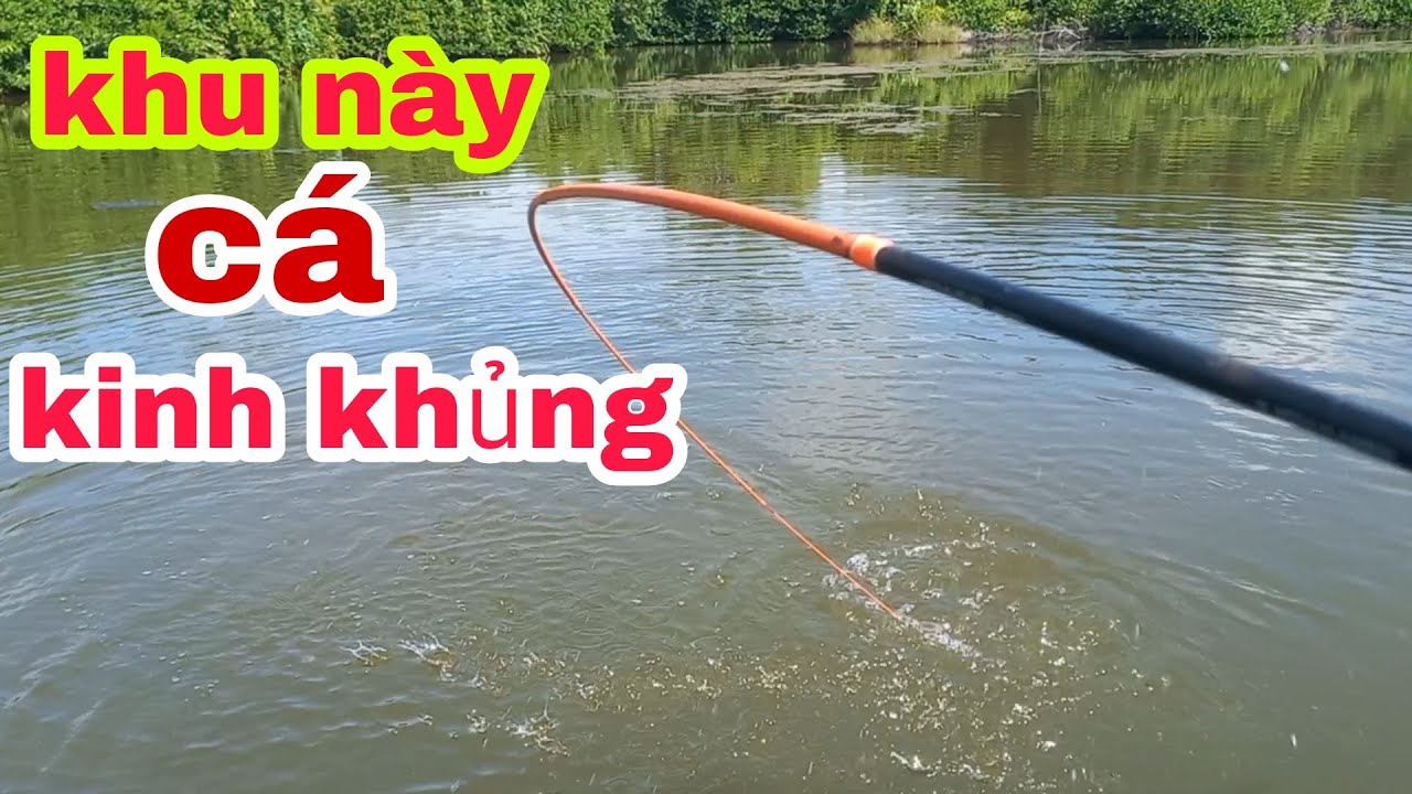 Câu cá tự nhiên _hôm nay gặp đàn cá khủng giật đầy một thùng