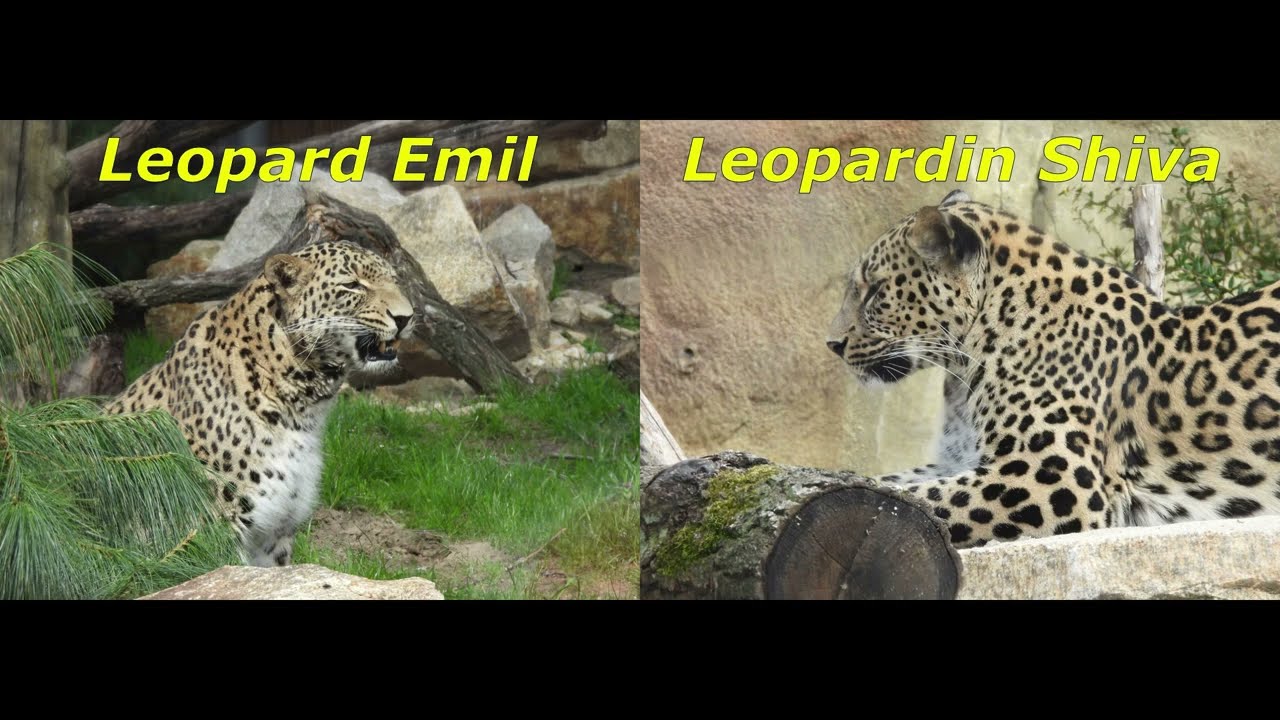 Persischer Leopard Emil u. Shiva Innenanlage und Außenanlage _Reich der Jäger_aus Zoo Berlin 04.2022