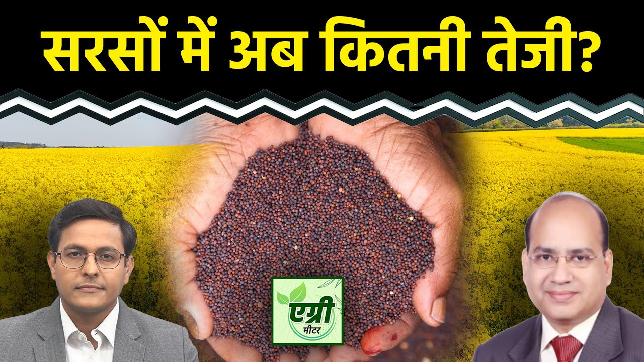 Commodity Market : शॉर्ट टर्म के लिए Mustard में क्या रणनीति बनाएं कारोबारी? Agri Commodity | NCDEX