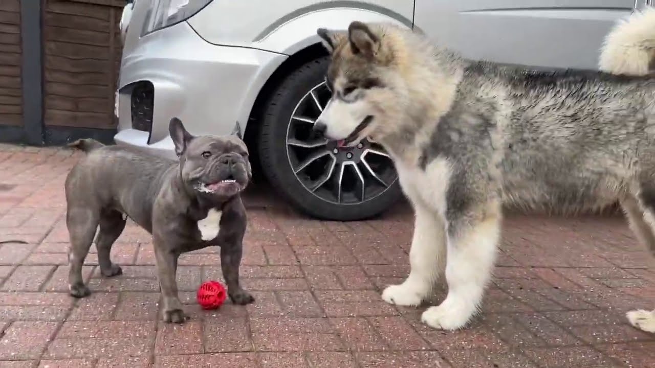 New French Bulldog Puppy Meets Teddy! Little n Large (Milo Is Bigger!!)