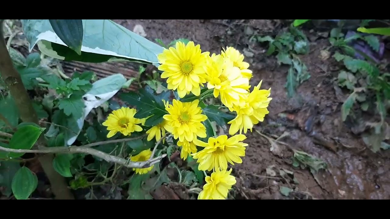 VAMOS VER PLANTAS MINHA GENTE 
