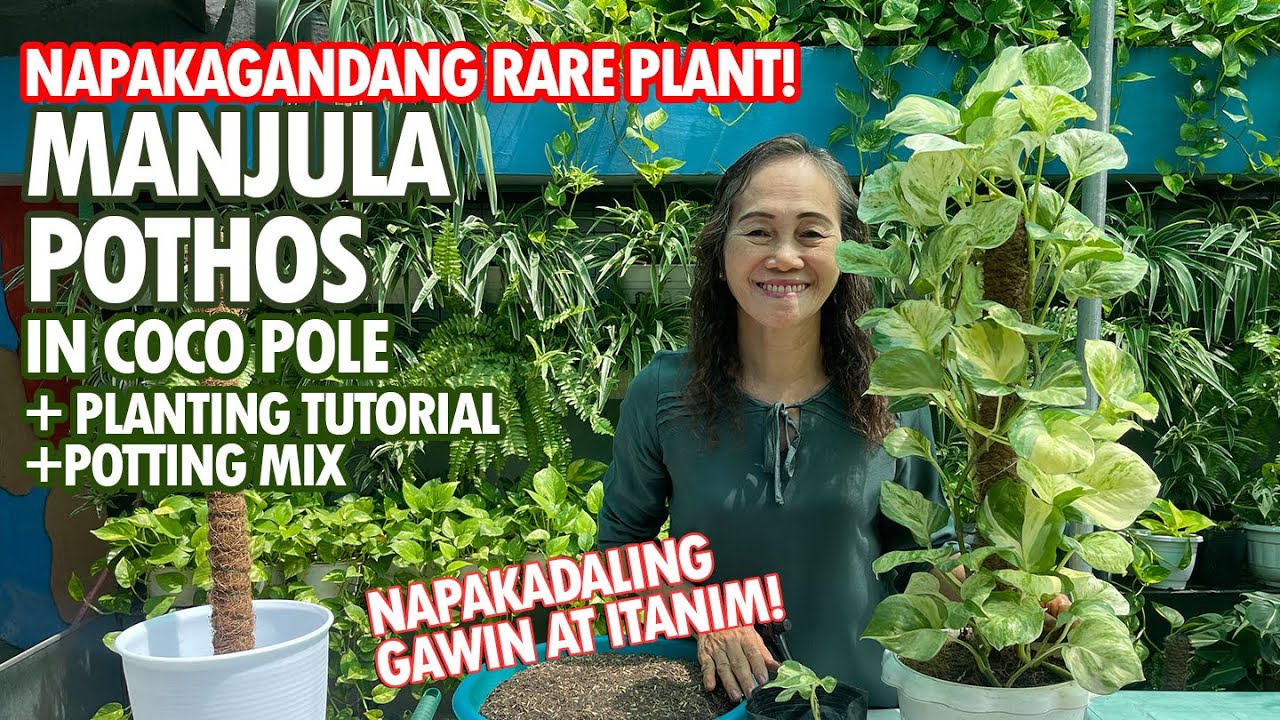 Napaka-gandang MANJULA POTHOS, Paano pinapadami? Manjula in Coco Pole Planting Tutorial