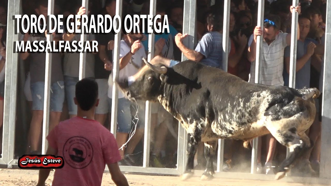 TOROS DE GERARDO ORTEGA Y ARAUZ DE ROBLES, MASSALFASSAR